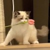 Yuli莓妹