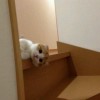 o梦酒o