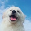 权柄-