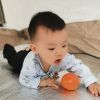 深山老林小狼蛛