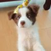 长春市森铁网络科技有限公司号