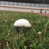 鱼塘塘主张年年