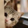 大猜种草姬