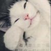 小木子先生丶