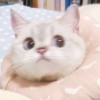 音动-霹雳爷们儿