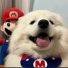 松鹤灬