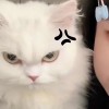 AH丶仙哥哥