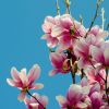 芸妲姬