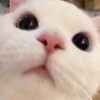 灯灯教板绘