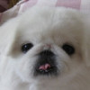 季踏君