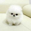 甄嬛原声播剧（助眠）