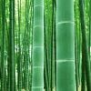 麻辣土豆片儿（助眠版）
