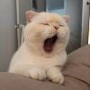 助眠小幸运啊