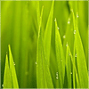 姣姣(雨声助眠)