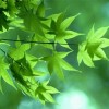 正恒-夏目