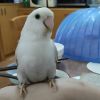 依依推文