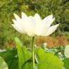 杨肥肥爱唱歌