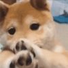 蛋卷-爆笑办公室